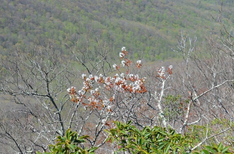 Allegheny Serviceberry photo 4