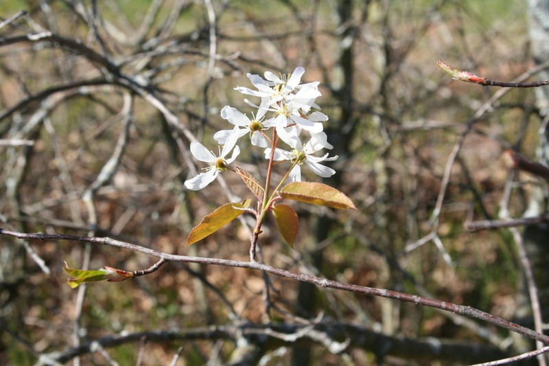 Allegheny Serviceberry photo 5