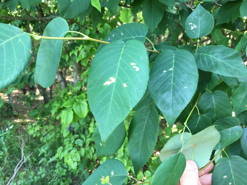 Allegheny Serviceberry photo 6