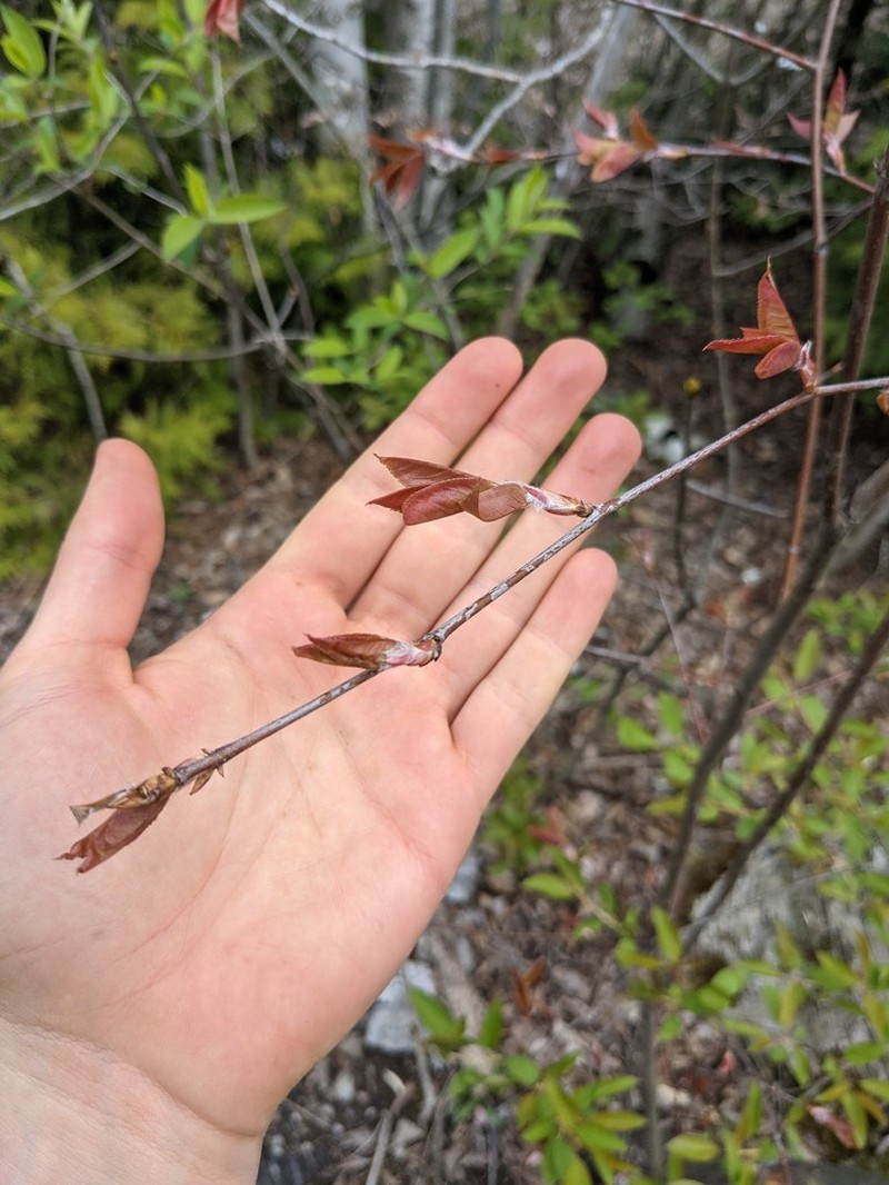 Allegheny Serviceberry photo 7
