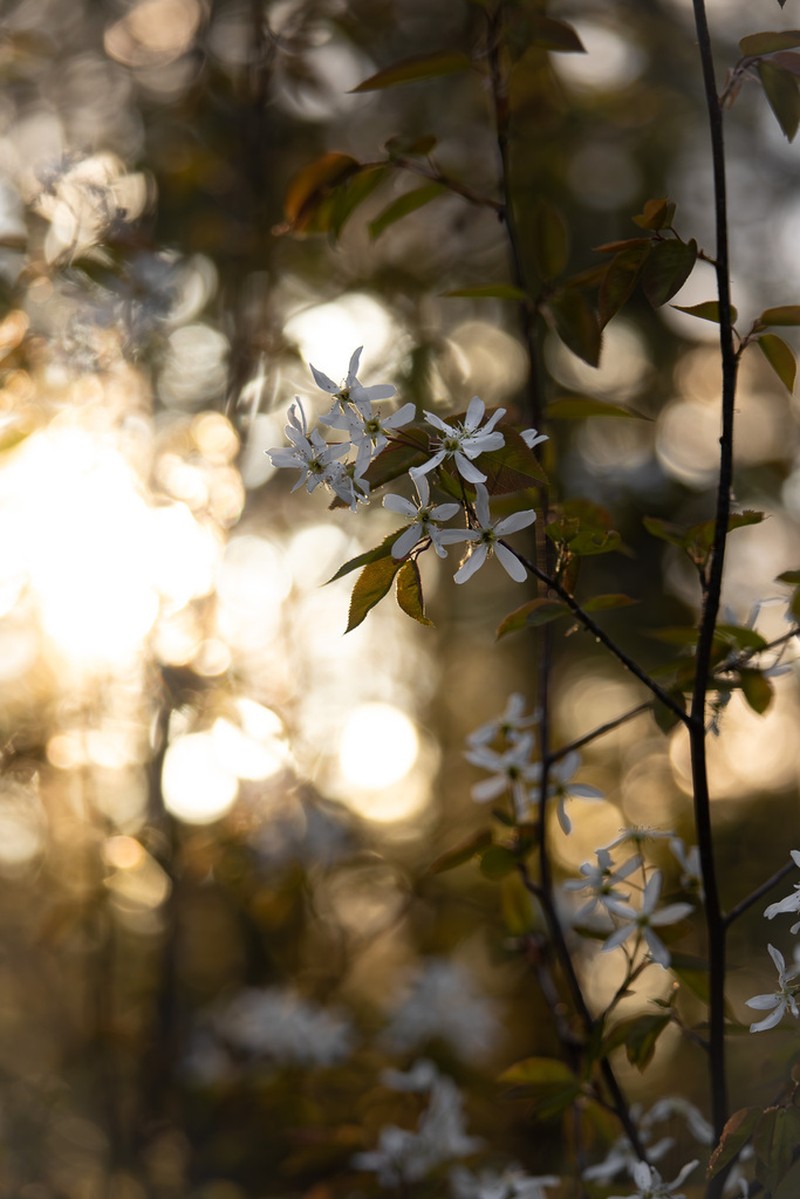 Allegheny Serviceberry photo 8