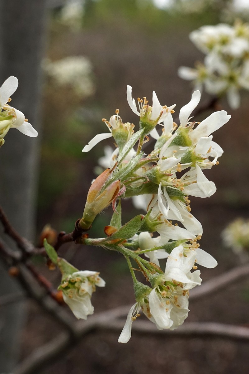 Nantucket Serviceberry