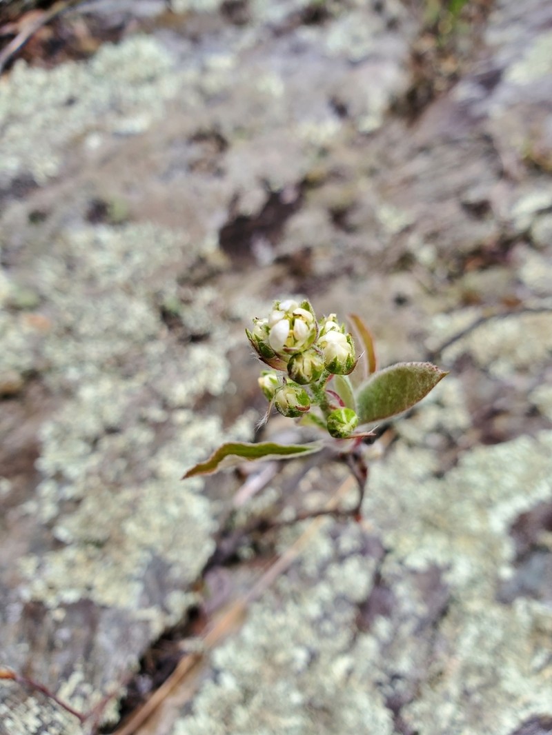 Nantucket Serviceberry photo 3