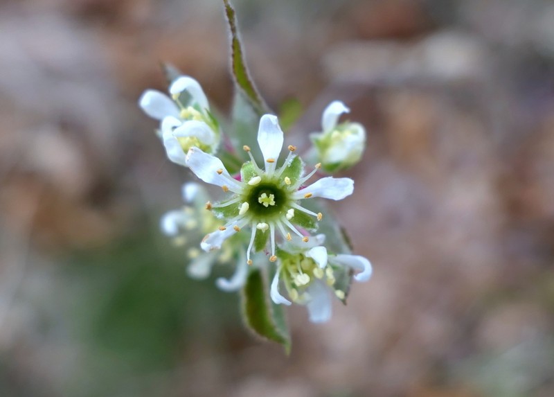 Nantucket Serviceberry photo 4