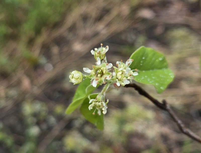 Nantucket Serviceberry photo 6