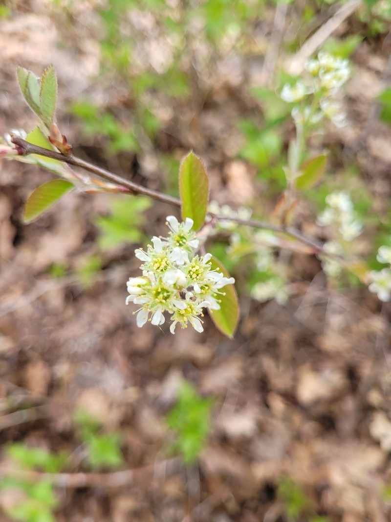 Nantucket Serviceberry photo 7