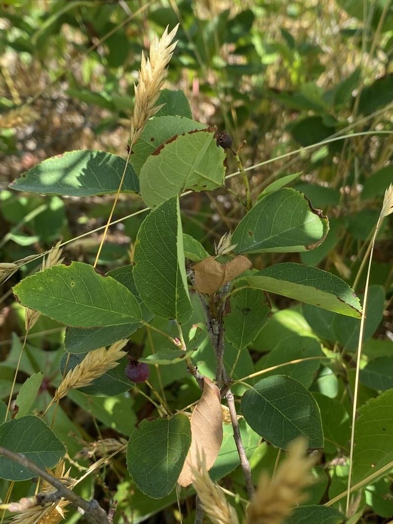 Nantucket Serviceberry photo 8