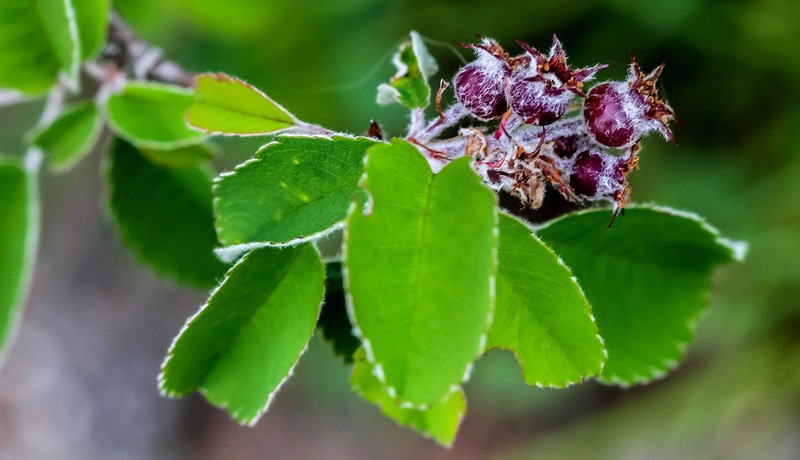Coastal Serviceberry
