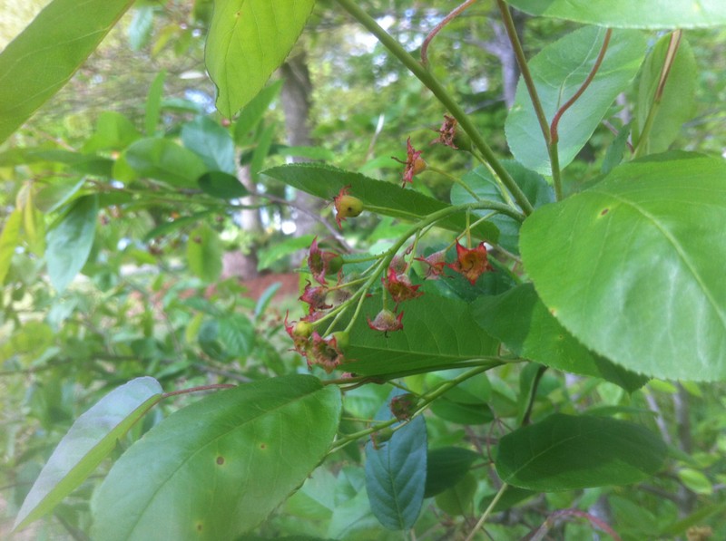 Coastal Serviceberry photo 3