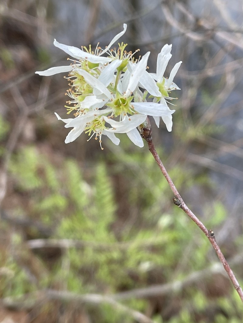 Coastal Serviceberry photo 4