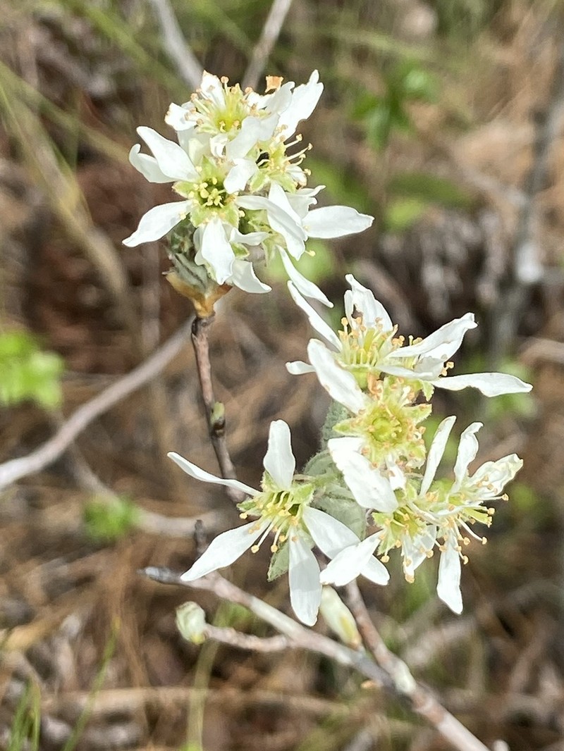 Coastal Serviceberry photo 5