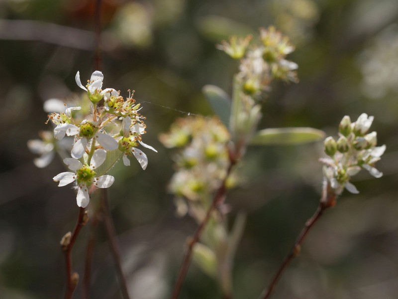 Coastal Serviceberry photo 6