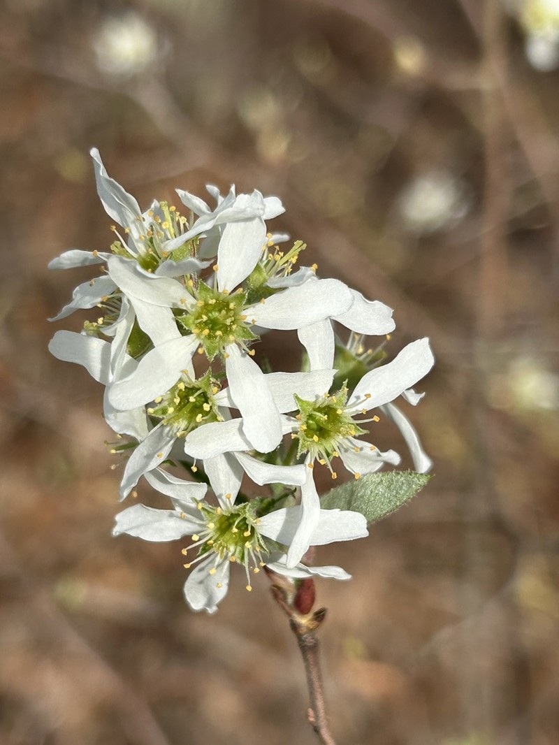 Coastal Serviceberry photo 7