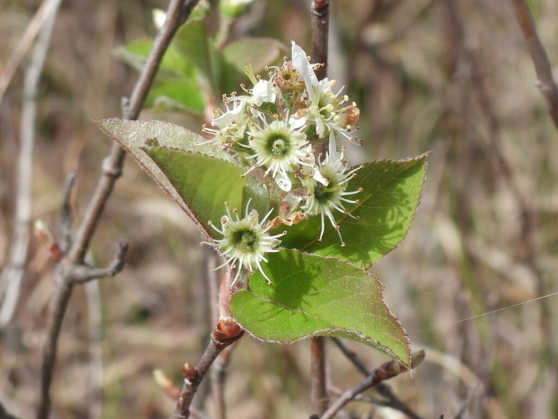 Coastal Serviceberry photo 8