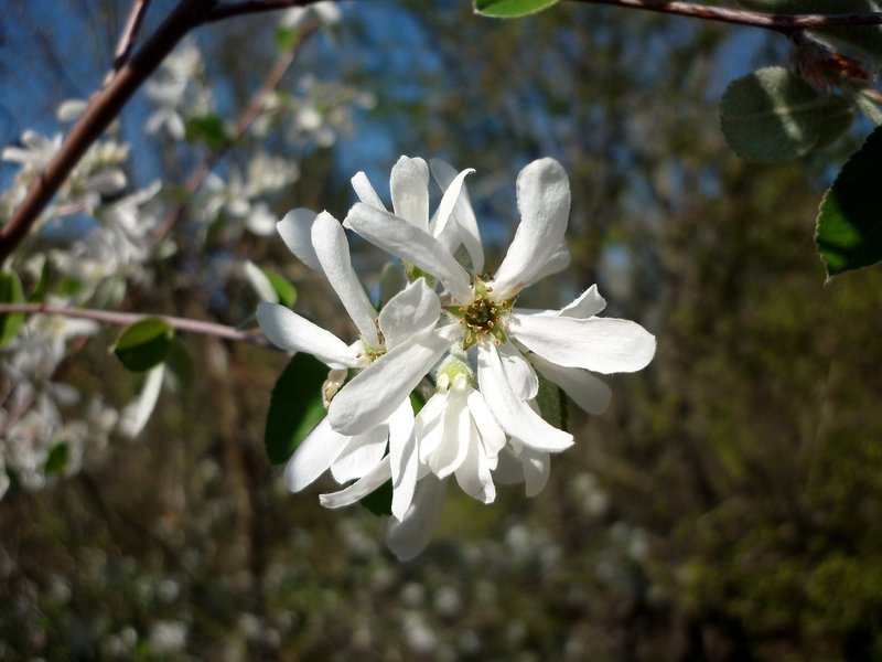 Amelanchier ovalis photo 2