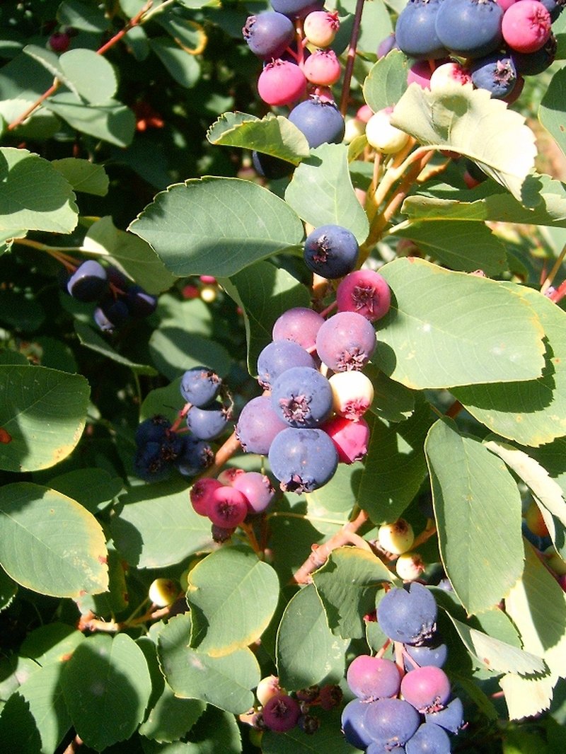 Amelanchier ovalis photo 3