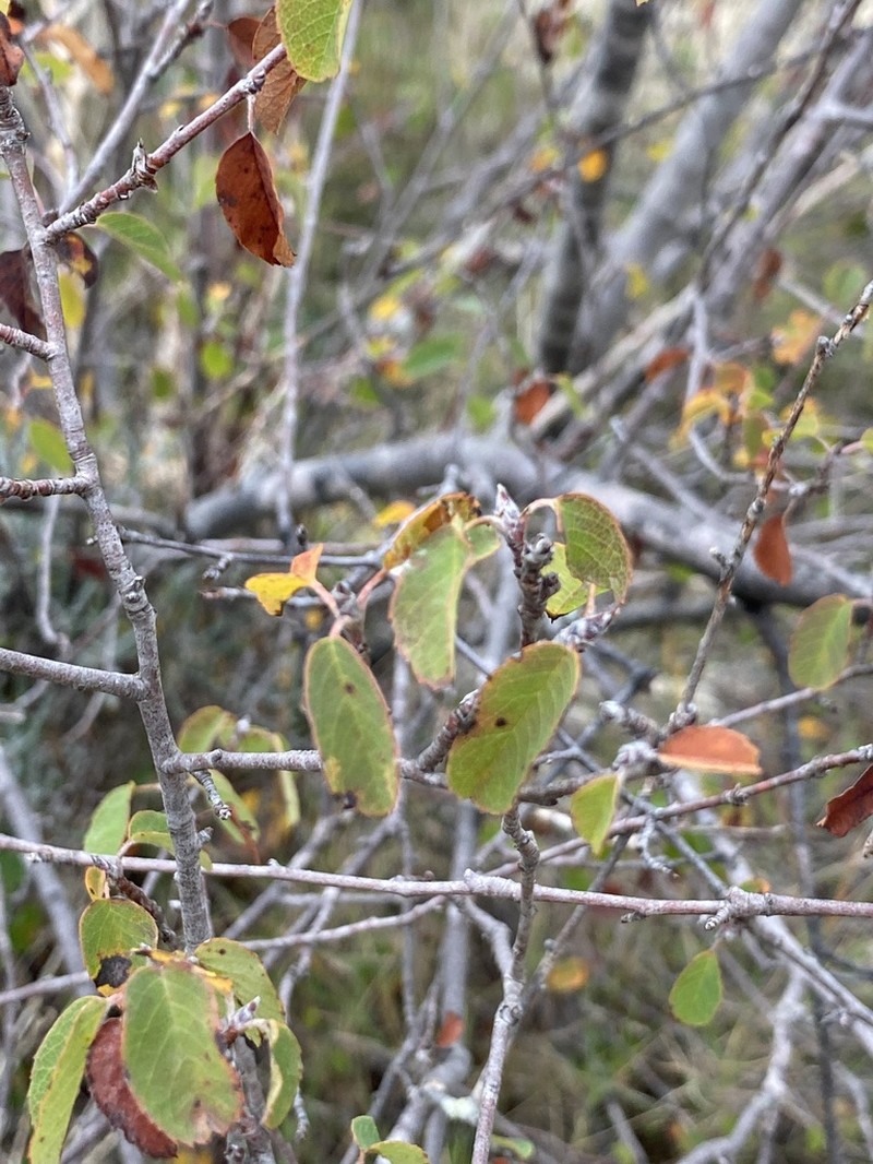 Amelanchier ovalis photo 5