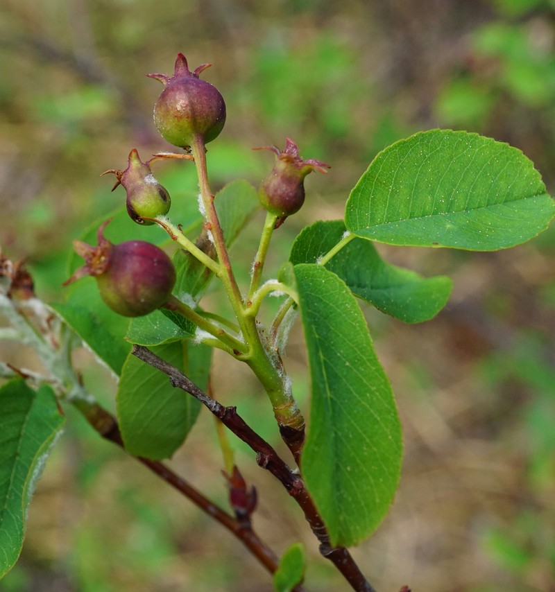 Amelanchier ovalis photo 6
