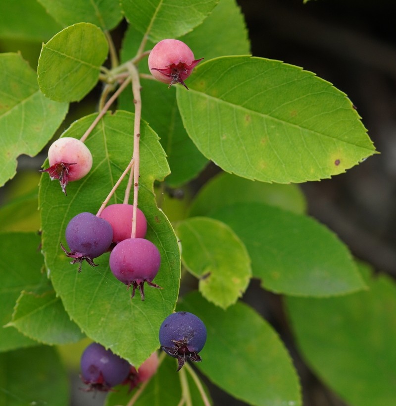 Amelanchier ovalis photo 7