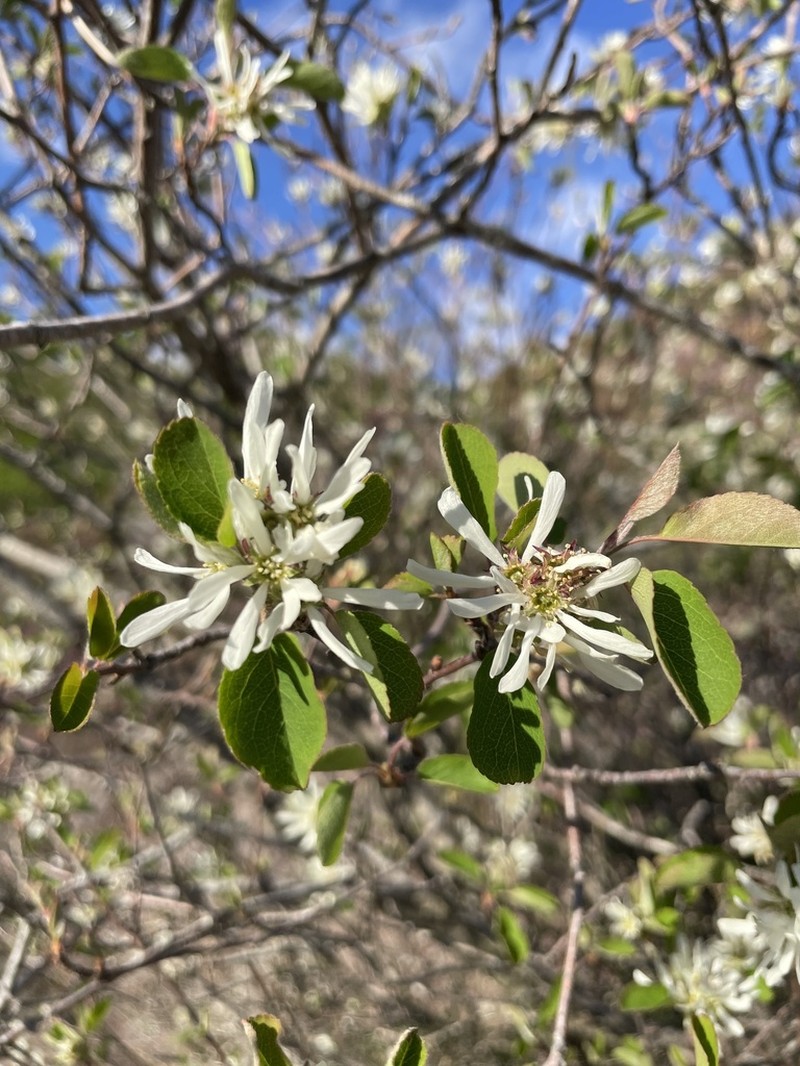 Amelanchier ovalis photo 8