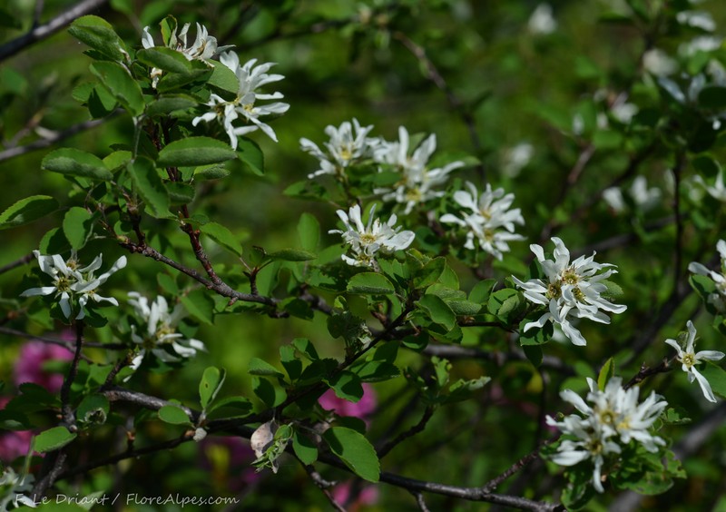 Amelanchier ovalis subsp. embergeri