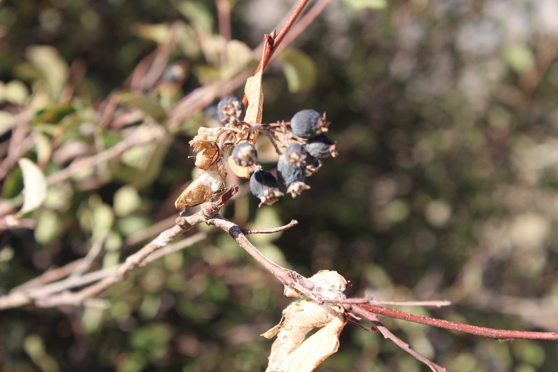 Amelanchier ovalis subsp. integrifolia