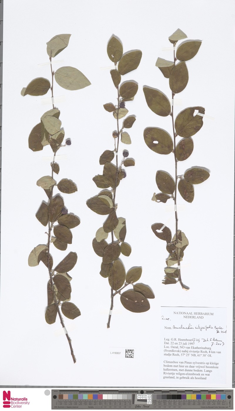 Amelanchier ovalis subsp. integrifolia photo 2