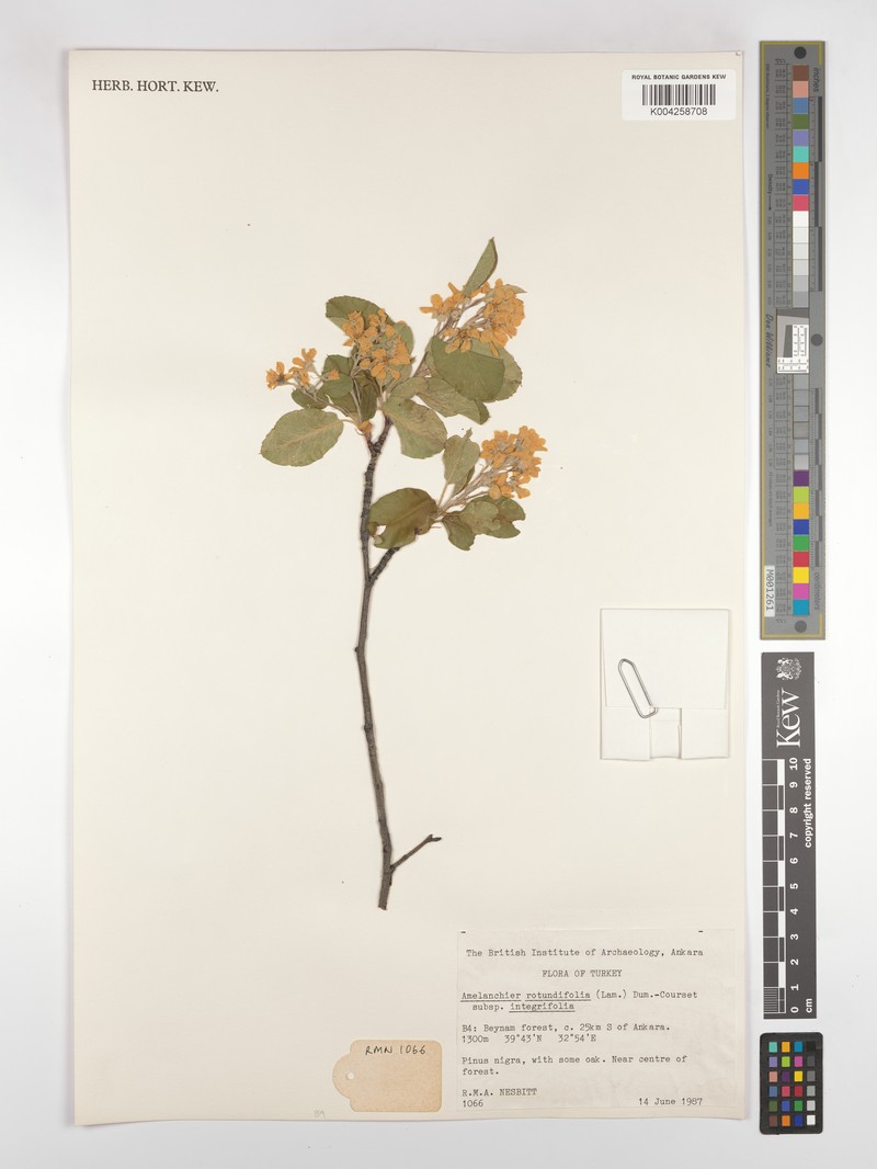 Amelanchier ovalis subsp. integrifolia photo 3