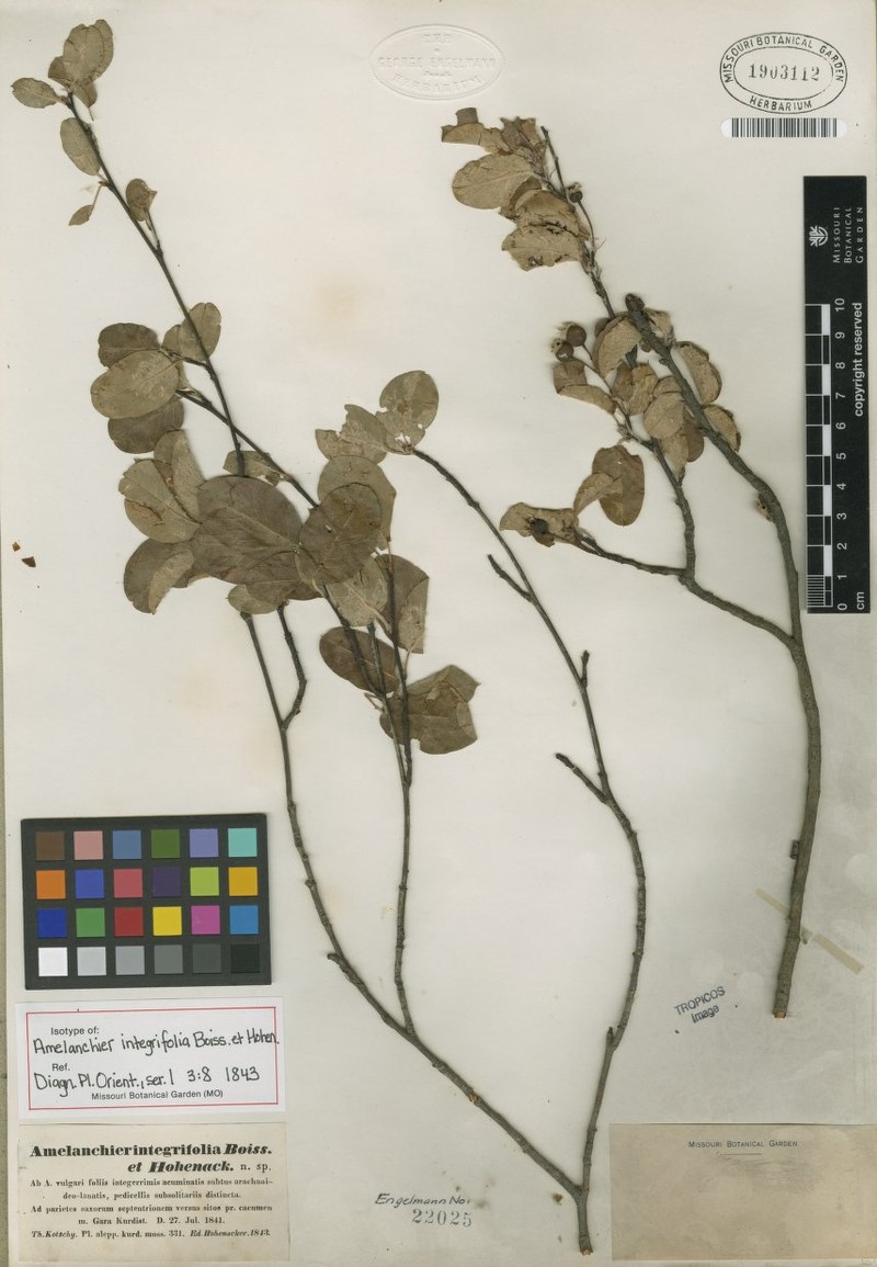 Amelanchier ovalis subsp. integrifolia photo 4