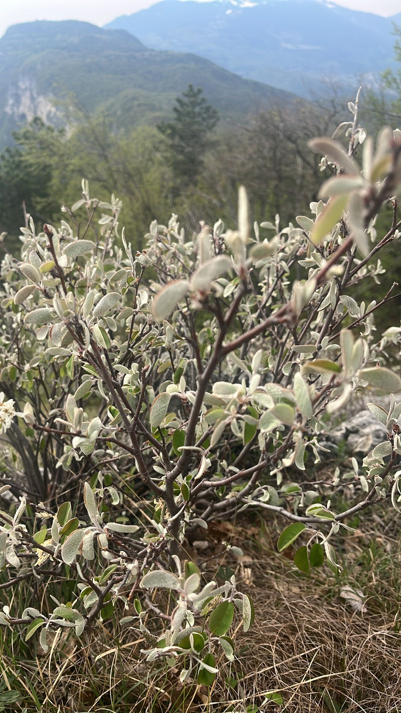 Amelanchier ovalis subsp. ovalis