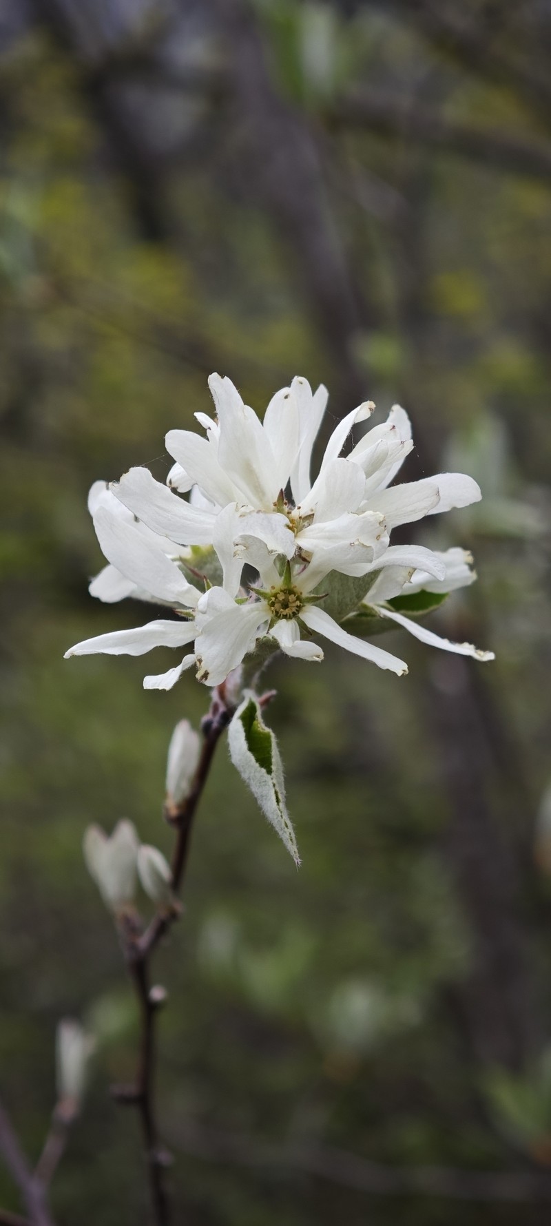 Amelanchier ovalis subsp. ovalis photo 2