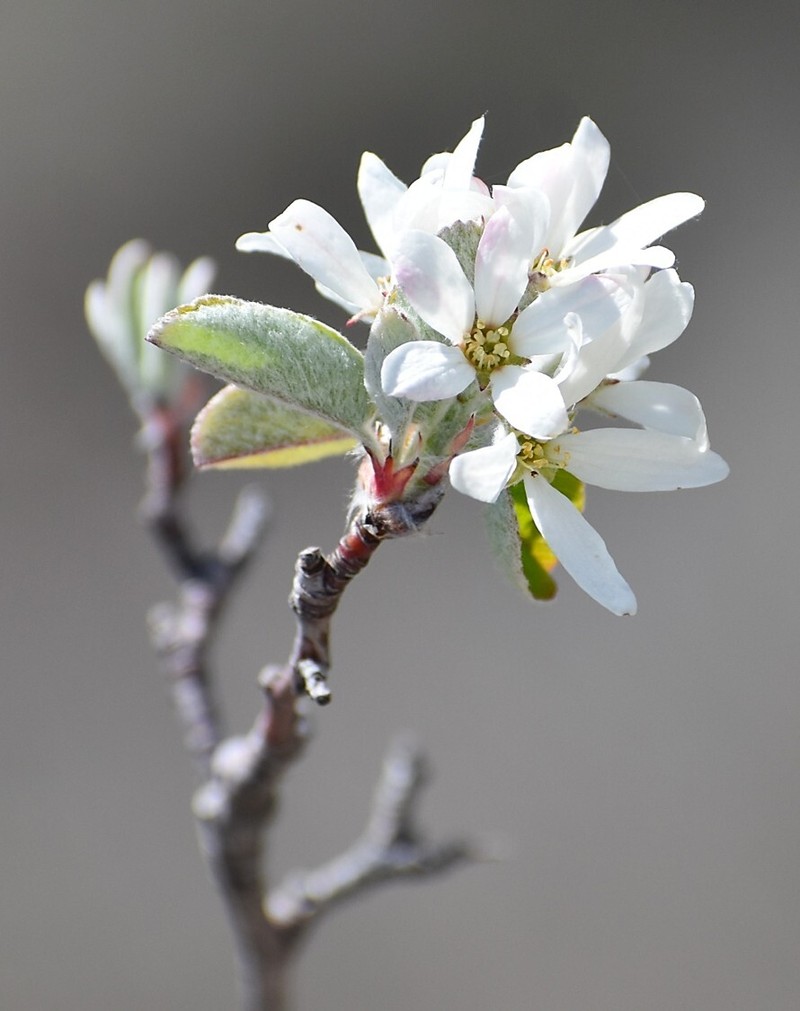 Amelanchier ovalis subsp. ovalis photo 3