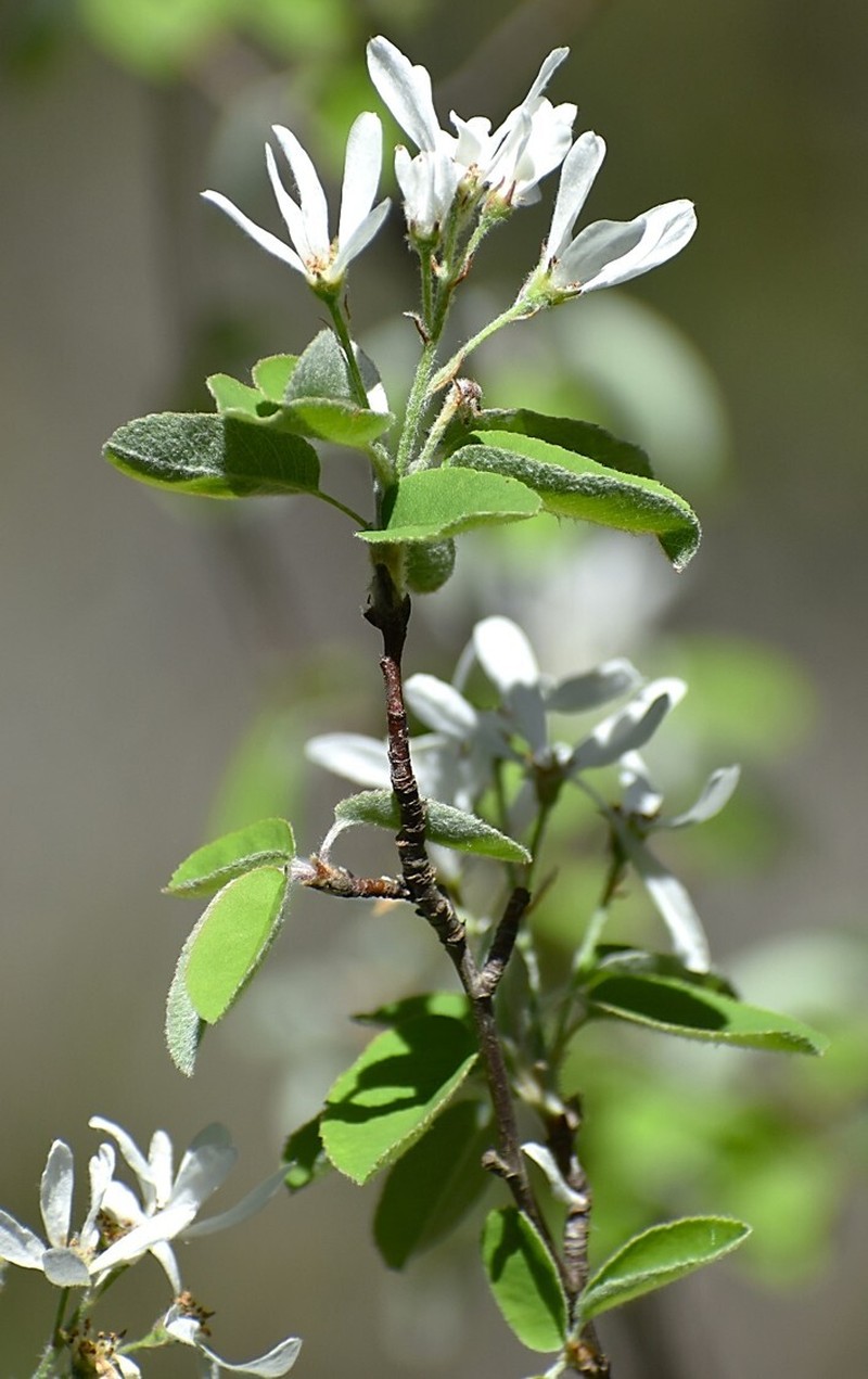 Amelanchier ovalis subsp. ovalis photo 4