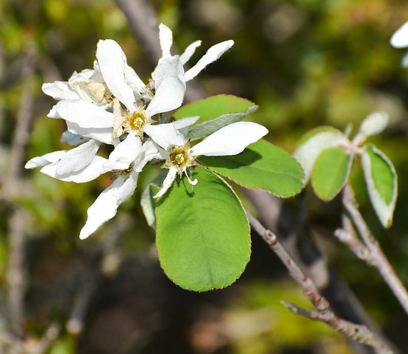 Amelanchier ovalis subsp. ovalis photo 5