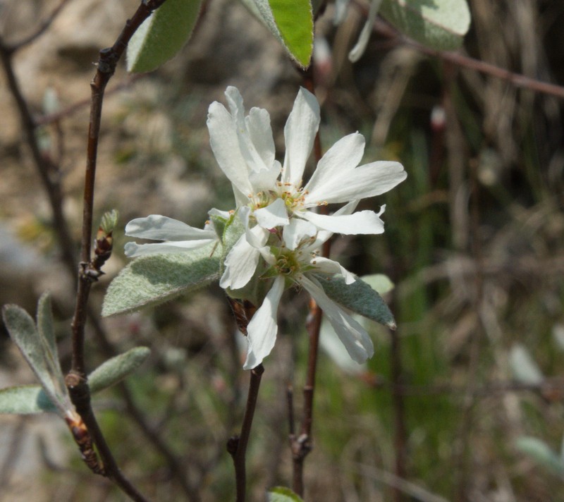 Amelanchier ovalis subsp. ovalis photo 6