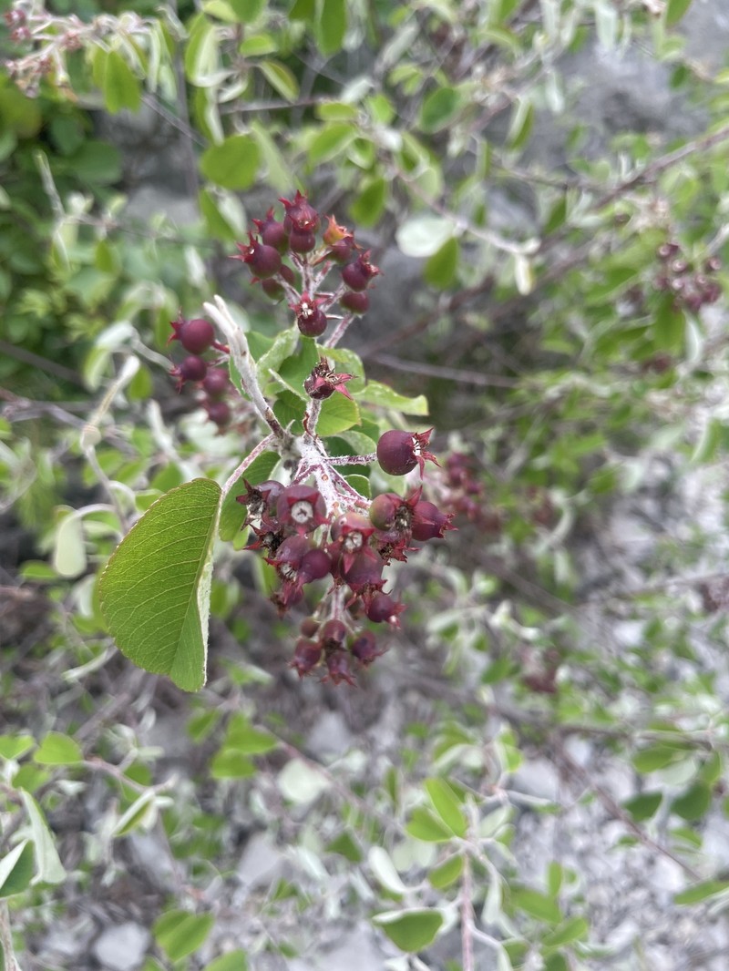 Amelanchier ovalis subsp. ovalis photo 7