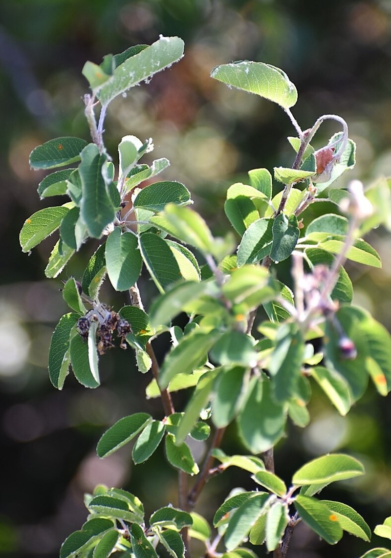 Amelanchier ovalis subsp. ovalis photo 8