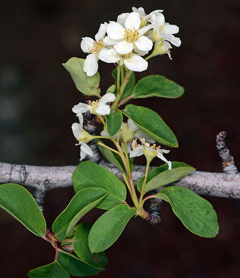 Pale Serviceberry