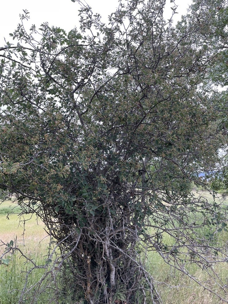 Pale Serviceberry photo 2