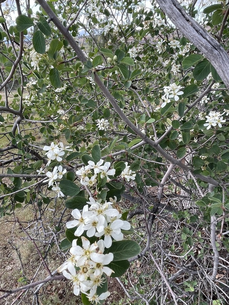 Pale Serviceberry photo 3