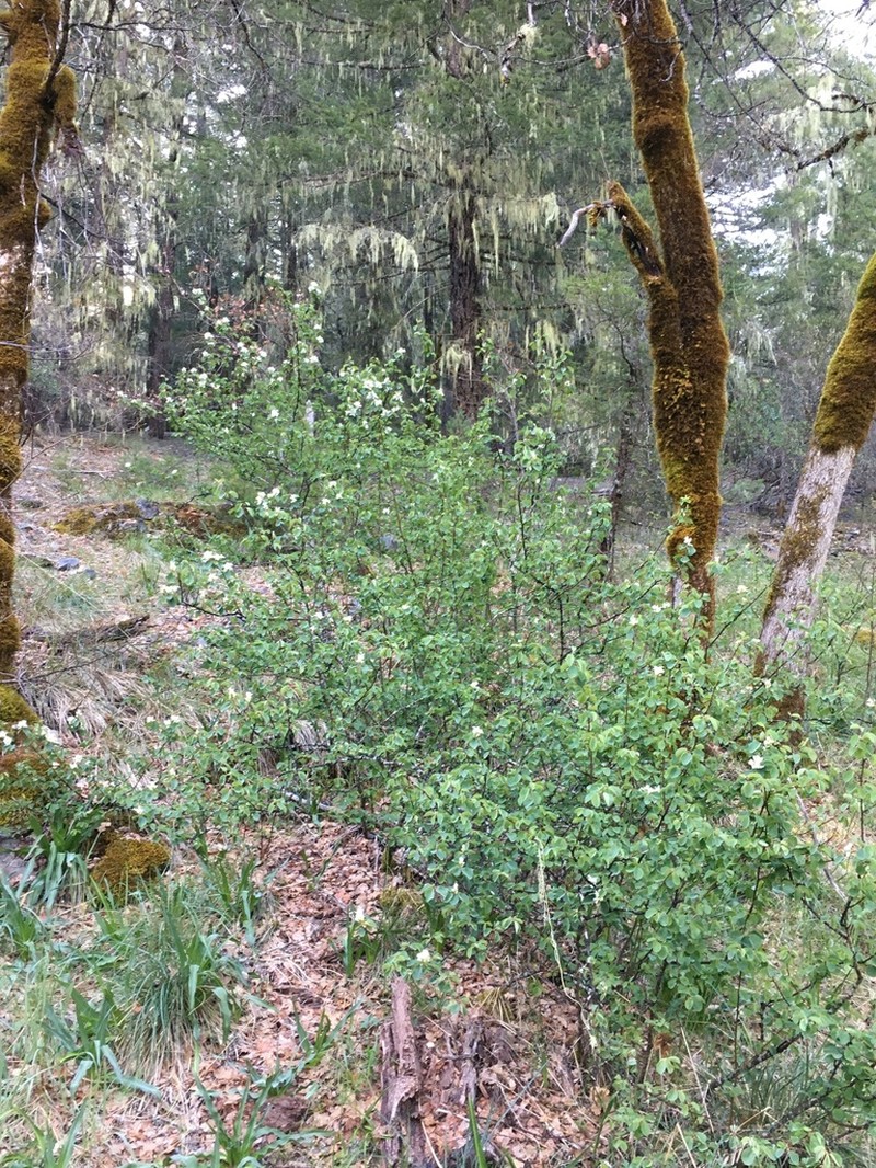 Pale Serviceberry photo 4