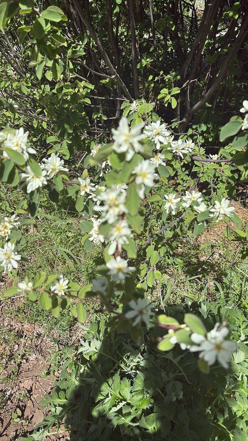 Pale Serviceberry photo 5