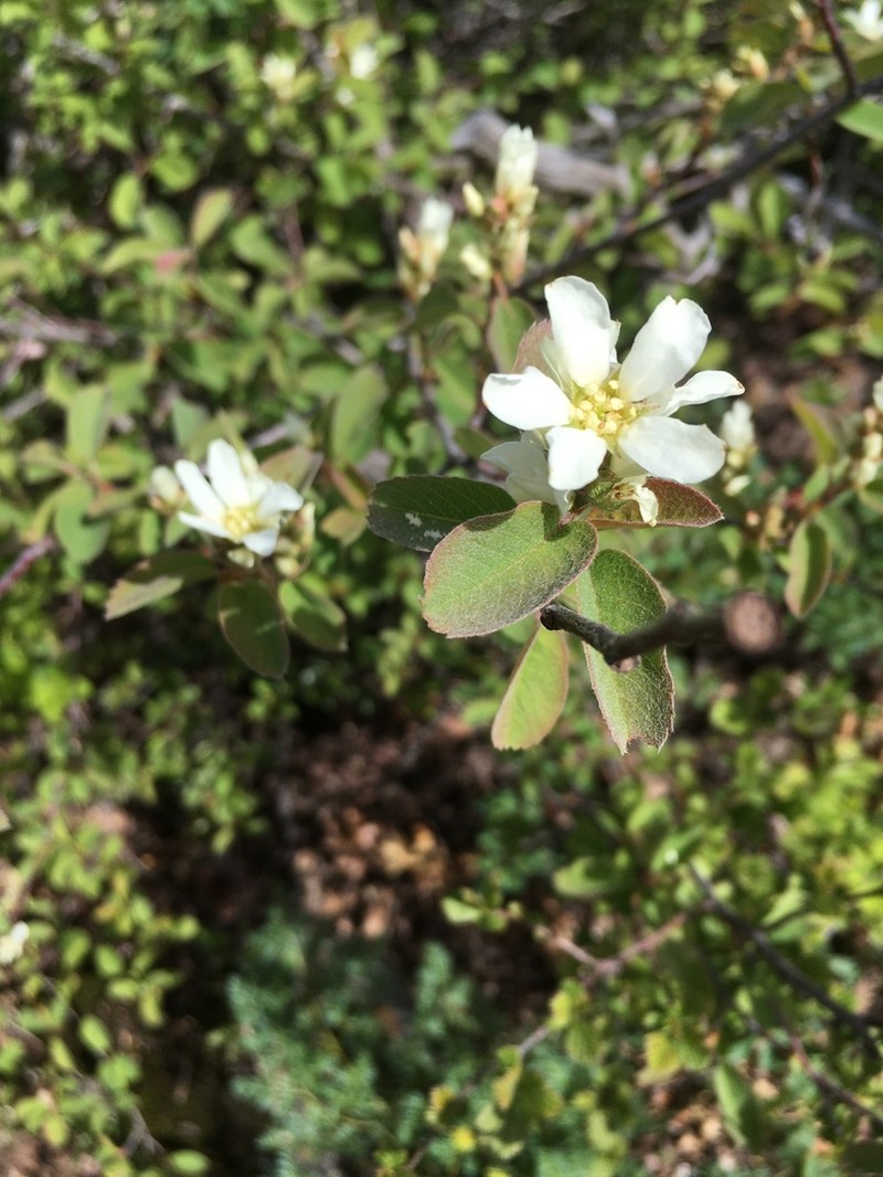 Pale Serviceberry photo 6