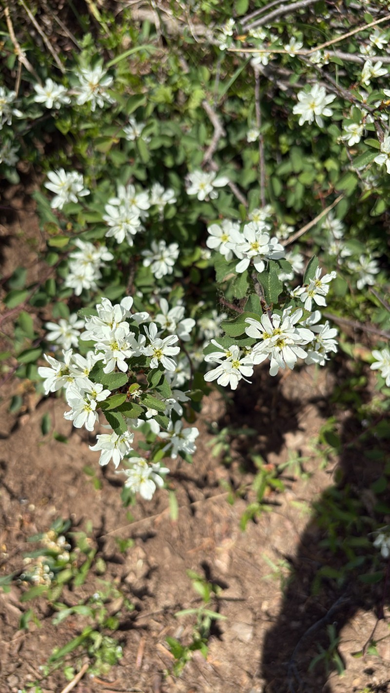 Pale Serviceberry photo 7