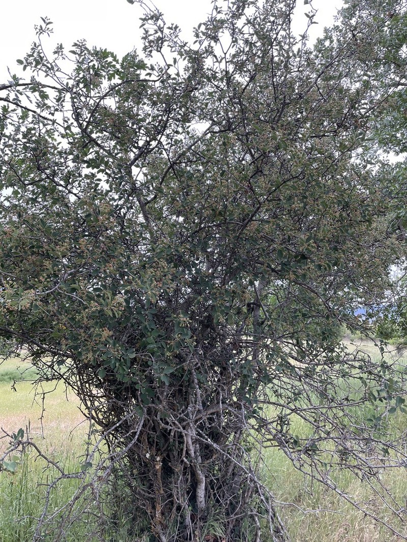Pale Serviceberry photo 8