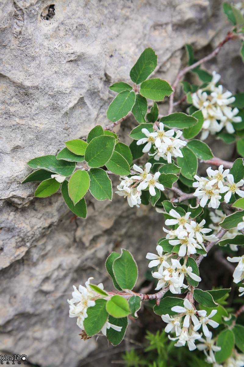 Amelanchier parviflora photo 2
