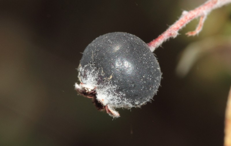 Amelanchier parviflora photo 3