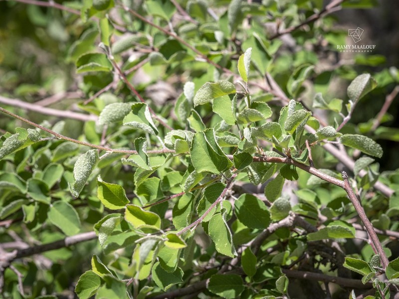 Amelanchier parviflora photo 4