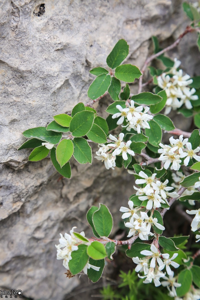 Amelanchier parviflora photo 5