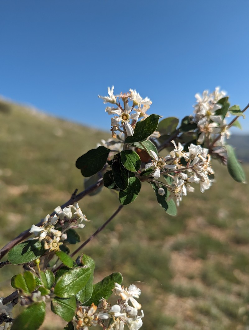 Amelanchier parviflora photo 6